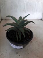 SUCULENTA "ALOE" Nº 16 - cuia 13 - Imagem 8