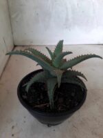 SUCULENTA "ALOE" Nº 16 - cuia 13 - Imagem 7