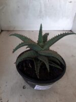 SUCULENTA "ALOE" Nº 16 - cuia 13 - Imagem 5
