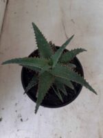SUCULENTA "ALOE" Nº 16 - cuia 13 - Imagem 3