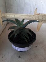 SUCULENTA "ALOE" Nº 16 - cuia 13