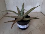 SUCULENTA "ALOE" Nº 17 - vaso 11