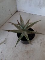 SUCULENTA "ALOE" Nº 17 - vaso 11 - Imagem 8