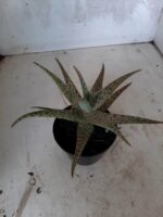 SUCULENTA "ALOE" Nº 17 - vaso 11 - Imagem 7