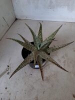 SUCULENTA "ALOE" Nº 17 - vaso 11 - Imagem 3