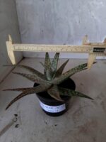 SUCULENTA "ALOE" Nº 17 - vaso 11 - Imagem 4