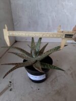 SUCULENTA "ALOE" Nº 17 - vaso 11 - Imagem 6