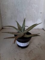 SUCULENTA "ALOE" Nº 17 - vaso 11 - Imagem 5