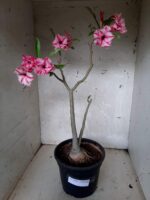 Planta Dobrada 1649 – 35cm – 02 anos - Imagem 2