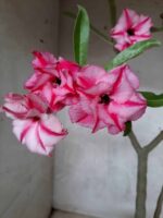 Planta Dobrada 1649 – 35cm – 02 anos