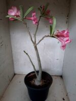 Planta Dobrada 1649 – 35cm – 02 anos - Imagem 6