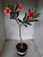 ENXERTO 10561 – 35cm (cor LM 493) - Imagem 2