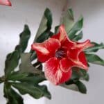 ENXERTO 10561 – 35cm (cor LM 493)