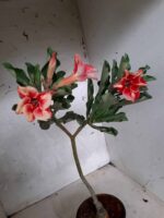 ENXERTO 10561 – 35cm (cor LM 493) - Imagem 4