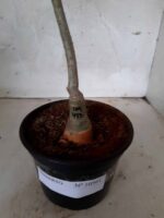 ENXERTO 10561 – 35cm (cor LM 493) - Imagem 6