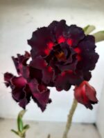 ENXERTO 10566 – 25cm (cor LM 469 e LM 651) - Imagem 3