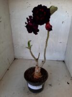 ENXERTO 10566 – 25cm (cor LM 469 e LM 651) - Imagem 5