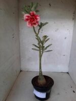 ENXERTO 10580 – 30cm (cor LM 402) - Imagem 2