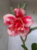 ENXERTO 10580 – 30cm (cor LM 402)