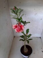 ENXERTO 10580 – 30cm (cor LM 402) - Imagem 4