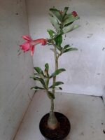 ENXERTO 10580 – 30cm (cor LM 402) - Imagem 5