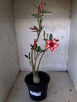Planta Simples 1641 – 30cm – 01 ano - Imagem 2