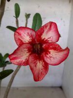 Planta Simples 1641 – 30cm – 01 ano