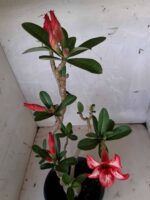 Planta Simples 1641 – 30cm – 01 ano - Imagem 4