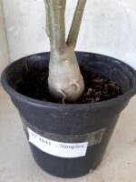 Planta Simples 1641 – 30cm – 01 ano - Imagem 5