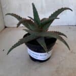 SUCULENTA "ALOE" Nº 20 - vaso 11