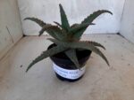 SUCULENTA "ALOE" Nº 20 - vaso 11