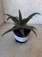 SUCULENTA "ALOE" Nº 20 - vaso 11 - Imagem 9