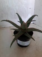 SUCULENTA "ALOE" Nº 20 - vaso 11 - Imagem 8