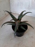 SUCULENTA "ALOE" Nº 20 - vaso 11 - Imagem 6