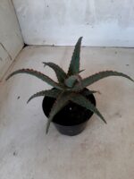 SUCULENTA "ALOE" Nº 20 - vaso 11 - Imagem 5