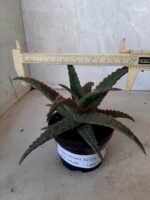 SUCULENTA "ALOE" Nº 20 - vaso 11 - Imagem 4