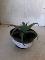 SUCULENTA "ALOE" Nº 21 - cuia 13 - Imagem 8