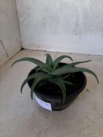SUCULENTA "ALOE" Nº 21 - cuia 13 - Imagem 7