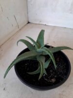 SUCULENTA "ALOE" Nº 21 - cuia 13 - Imagem 6