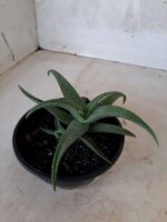 SUCULENTA "ALOE" Nº 21 - cuia 13 - Imagem 5