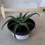 SUCULENTA "ALOE" Nº 21 - cuia 13