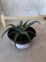 SUCULENTA "ALOE" Nº 21 - cuia 13