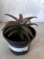 SUCULENTA "ALOE" Nº 22 - vaso 15 - Imagem 2