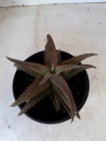 SUCULENTA "ALOE" Nº 22 - vaso 15 - Imagem 3