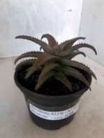 SUCULENTA "ALOE" Nº 22 - vaso 15