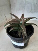 SUCULENTA "ALOE" Nº 22 - vaso 15 - Imagem 10