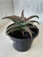 SUCULENTA "ALOE" Nº 22 - vaso 15 - Imagem 9