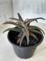 SUCULENTA "ALOE" Nº 22 - vaso 15 - Imagem 8