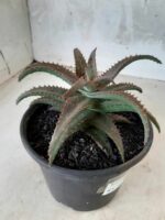 SUCULENTA "ALOE" Nº 22 - vaso 15 - Imagem 6