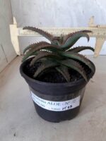 SUCULENTA "ALOE" Nº 22 - vaso 15 - Imagem 7